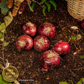 Cebolla morada orgánica (pza)